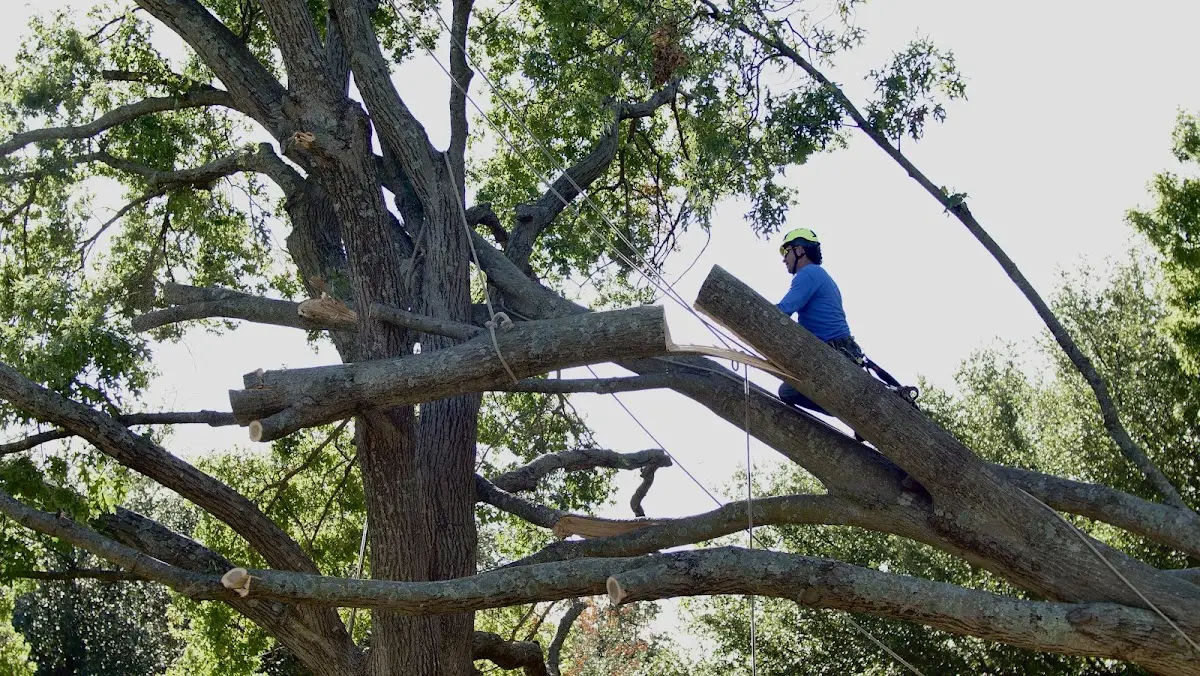 Professional Crown Thinning performed by certified arborists in Merion Station