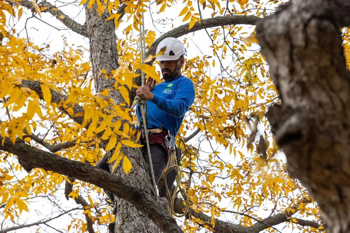 Skilled Tree Pruning crew working in Merion Station